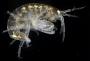 Microprotopus raneyi