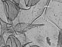 Microsiphum acophorum