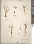 Microsteris gracilis (Hook.) Greene