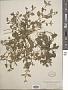 Microtea debilis Sw.