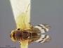 Microterys cincticornis
