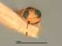 Microterys speciosissimus