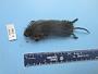 Microtus pennsylvanicus pennsylvanicus