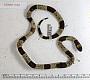 Micrurus fulvius tener