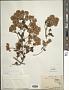 Mikania chenopodifolia Willd.