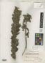 Mimosa imbricata Benth.