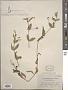 Mimulus moschatus Douglas ex Lindl.
