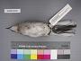 Mimus polyglottos