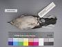 Mimus polyglottos