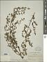 Minthostachys acris Schmidt-Leb.