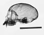 Miopithecus ogouensis