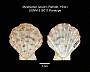 Mirapecten spiceri