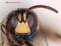 Miscothyris lucidulus mimeticus
