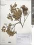Misodendrum sp.