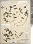 Mitchella repens L.