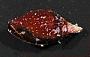 Mitra assimilis