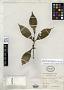 Mitranthes apiculata Burret