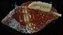 Mitridae