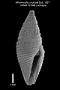 Mitromorpha undulata