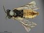 Mogerus caryicolus