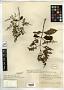 Molopanthera burchellii Hook. f.