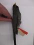 Monasa morphoeus morphoeus