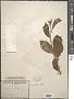 Monnina sylvatica Schltdl. & Cham.