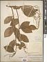 Monnina sylvatica Schltdl. & Cham.