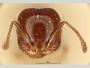 Monomorium (Holocomyrmex) foreli