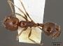 Monomorium subapterum