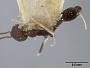 Monomorium wroughtoni