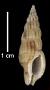 Monostiolum auratum
