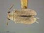 Monoxia brisleyi