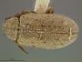 Monoxia pallida