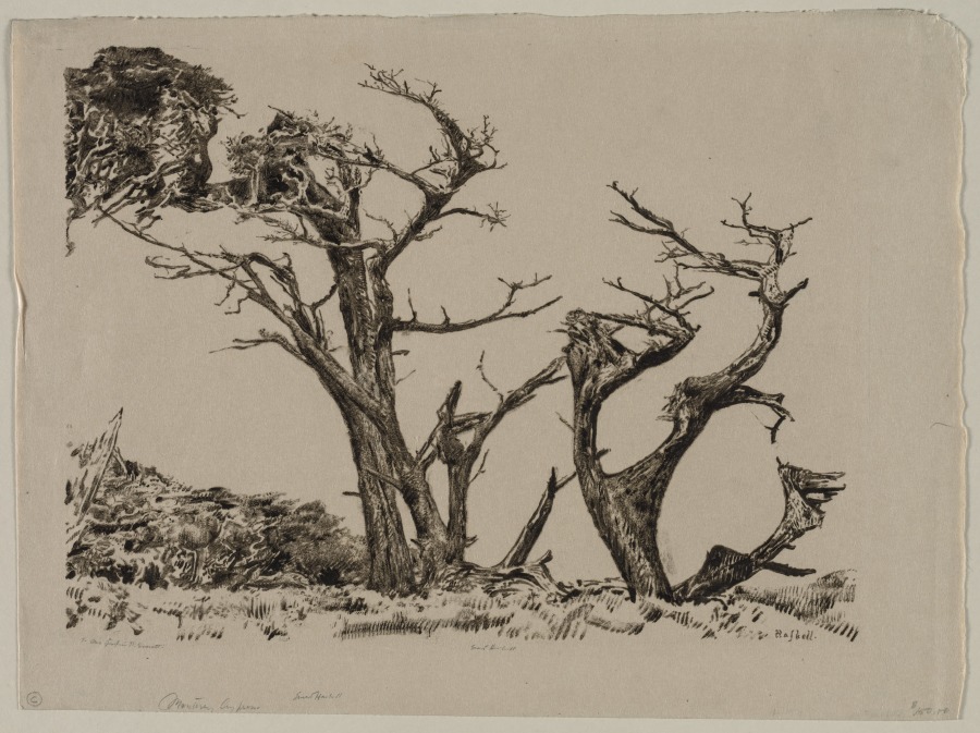 Monterey Cypress