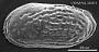 Moosella sp. a
