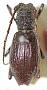 Morimopsis truncatipennis