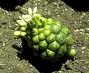 Morinda citrifolia L.