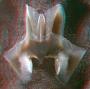 Moroteuthis robsoni