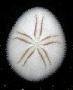 Mortonia australis