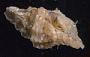 Morula echinata