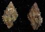 Morula echinata