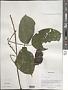Mucuna sempervirens Hemsl.