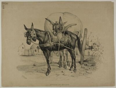 Mules Harnessed