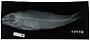 Mulloidichthys martinicus