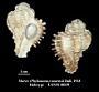 Murex (Phyllonotus) stearnsii