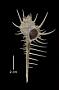 Murex spicatus