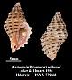 Muricopsis (Risomurex) withrowi