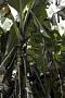 Musa sp. aab