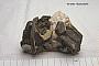 Muscovite